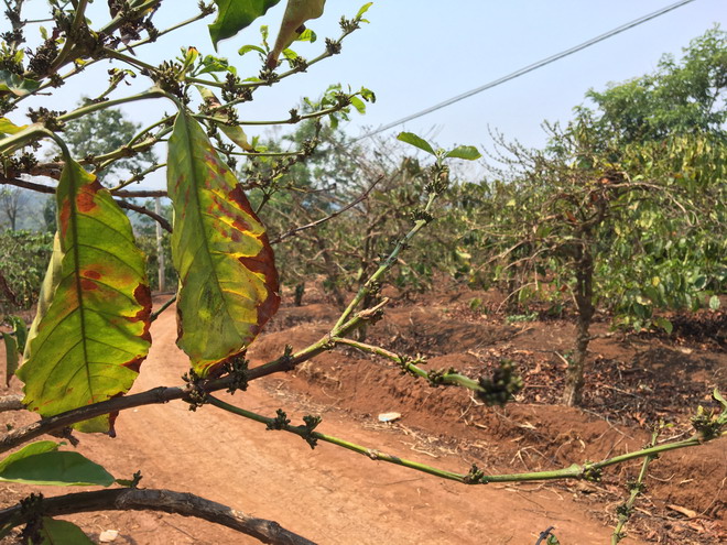 tây nguyên hạn hán