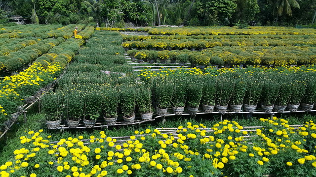 hoa kiểng cái mơn bến tre