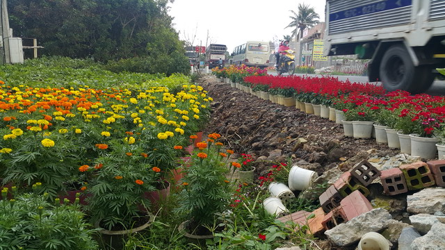 hoa kiểng cái mơn bến tre