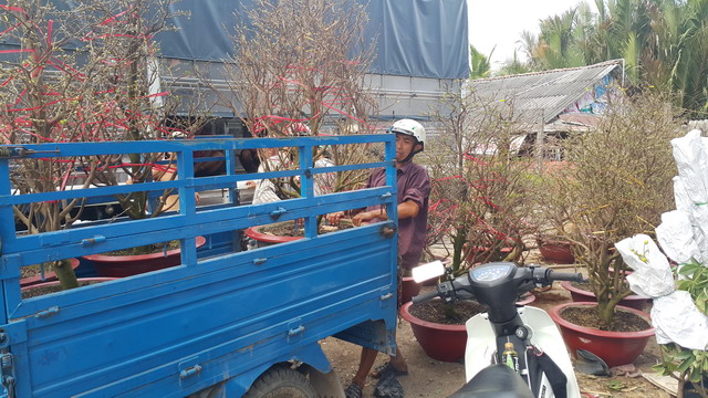 hoa kiểng cái mơn bến tre