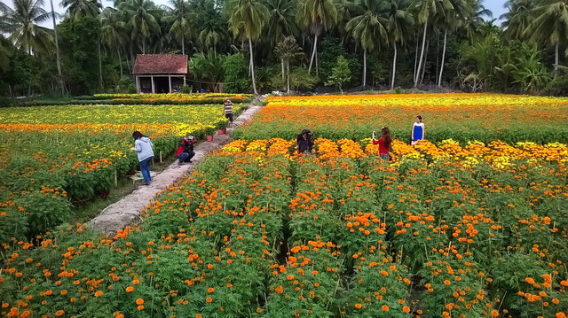 hoa kiểng cái mơn bến tre