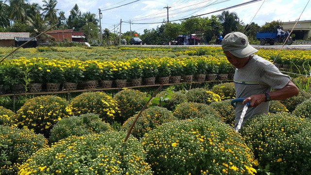 hoa kiểng cái mơn bến tre