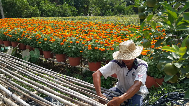 hoa kiểng cái mơn bến tre