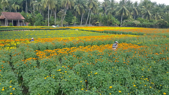 hoa kiểng cái mơn bến tre