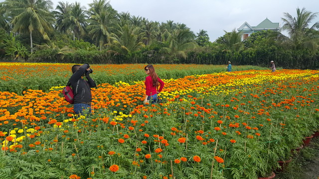 hoa kiểng cái mơn bến tre