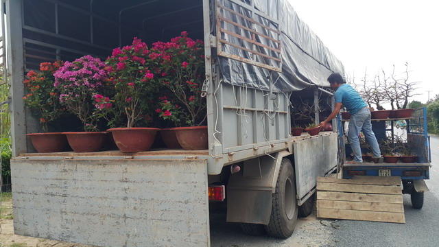 hoa kiểng cái mơn bến tre