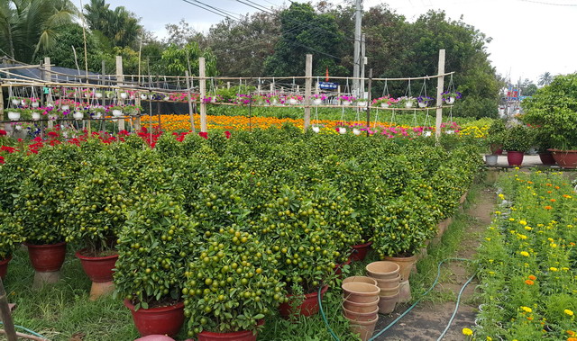 hoa kiểng cái mơn bến tre