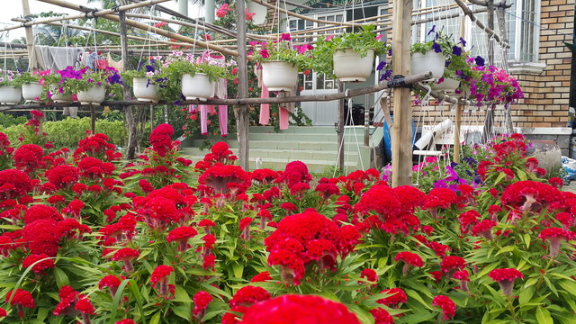 hoa kiểng cái mơn bến tre