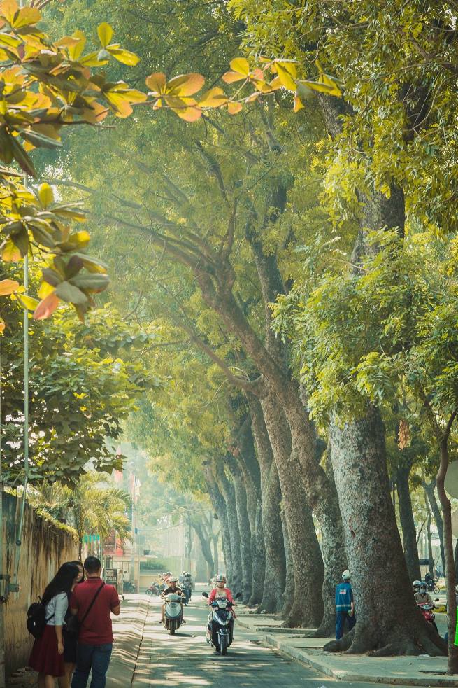 chặt cây Tôn Đức Thắng